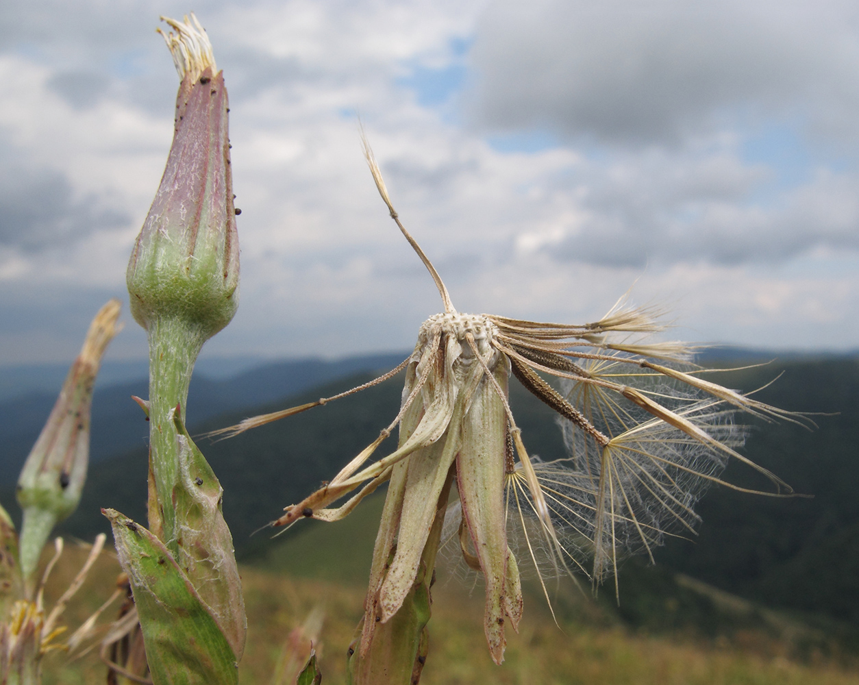 Image of Tragopogon dasyrhynchus specimen.