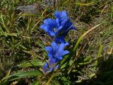 Gentiana decumbens