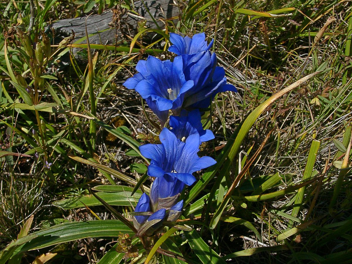 Изображение особи Gentiana decumbens.