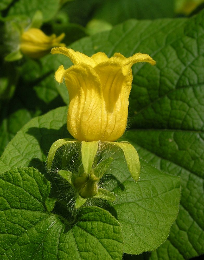Image of Thladiantha dubia specimen.