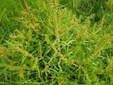 Rumex maritimus