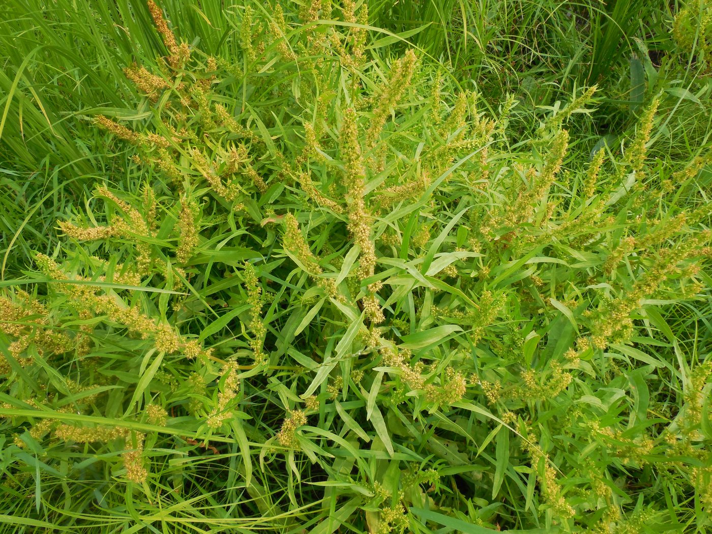 Image of Rumex maritimus specimen.