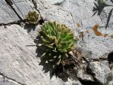 Rosularia alpestris