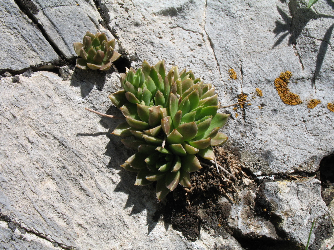 Изображение особи Rosularia alpestris.