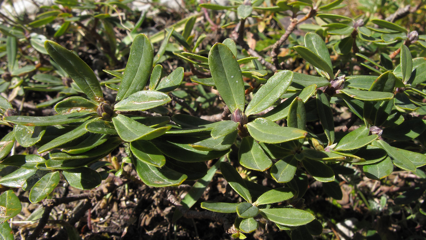 Image of Daphne circassica specimen.