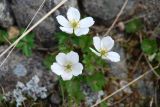 Anemone parviflora