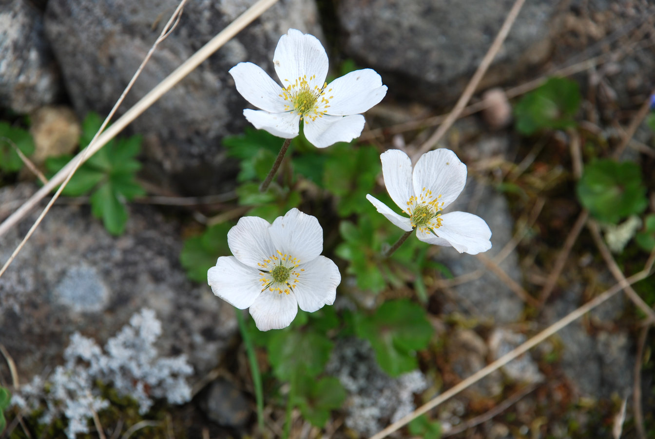 Image of Anemone parviflora specimen.