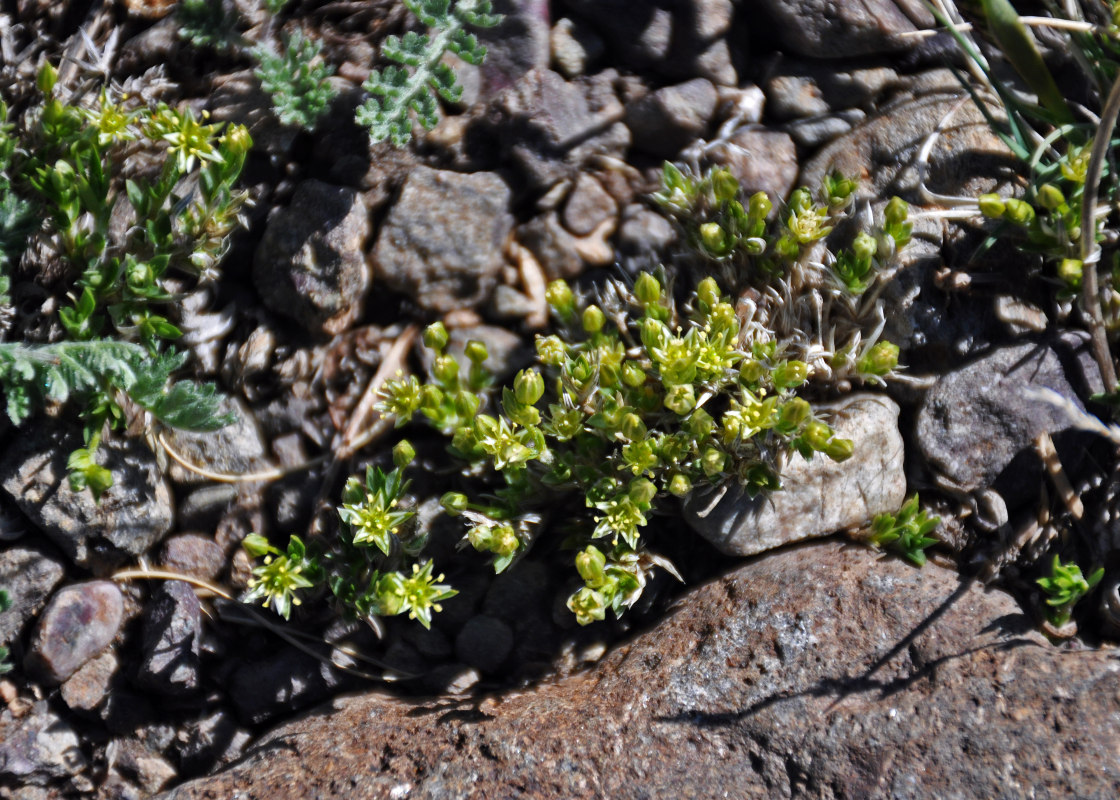 Изображение особи Adenonema cherleriae.