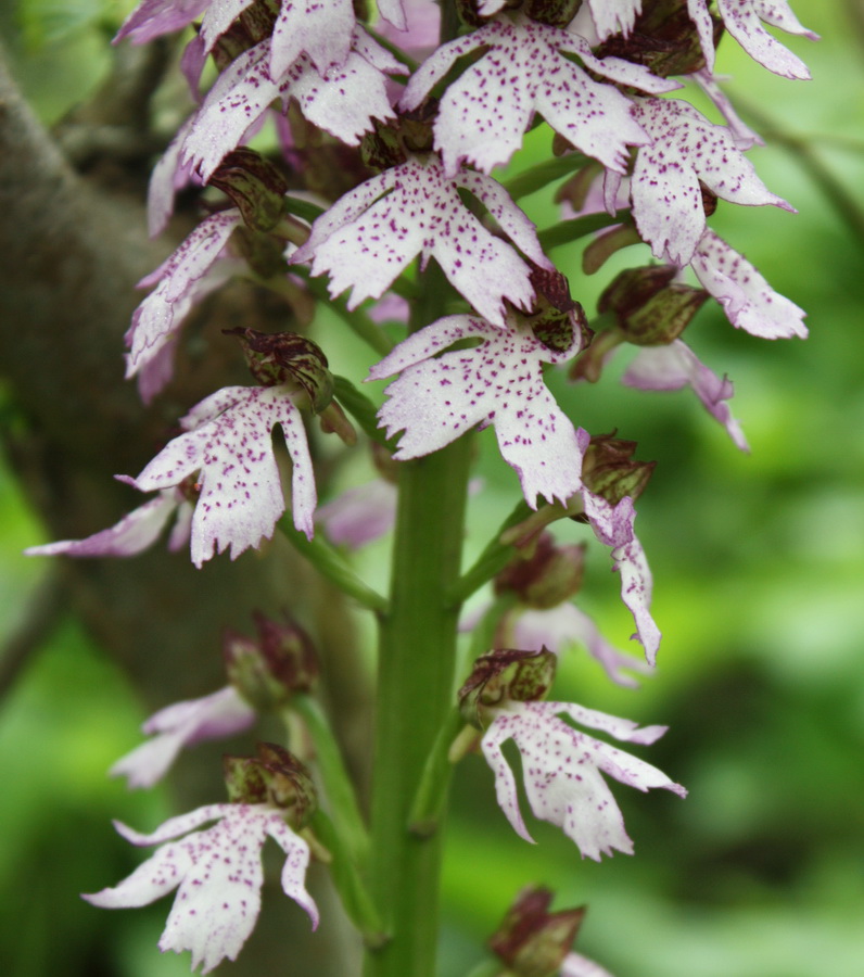 Image of Orchis purpurea specimen.
