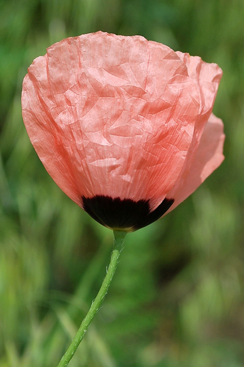 Image of Roemeria refracta specimen.