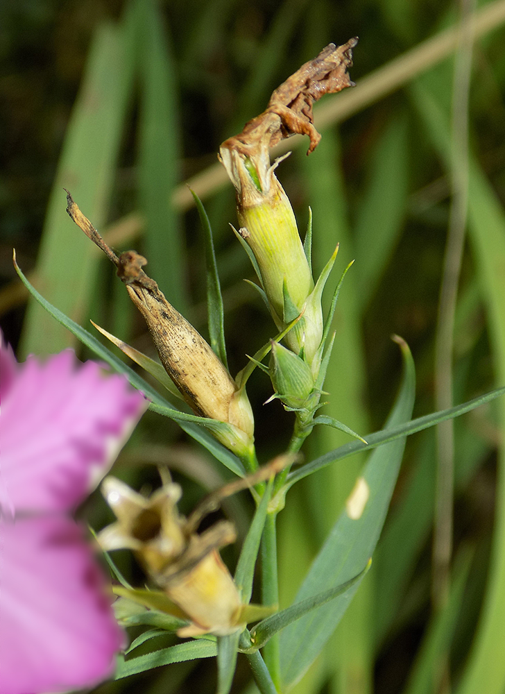 Изображение особи Dianthus imereticus.