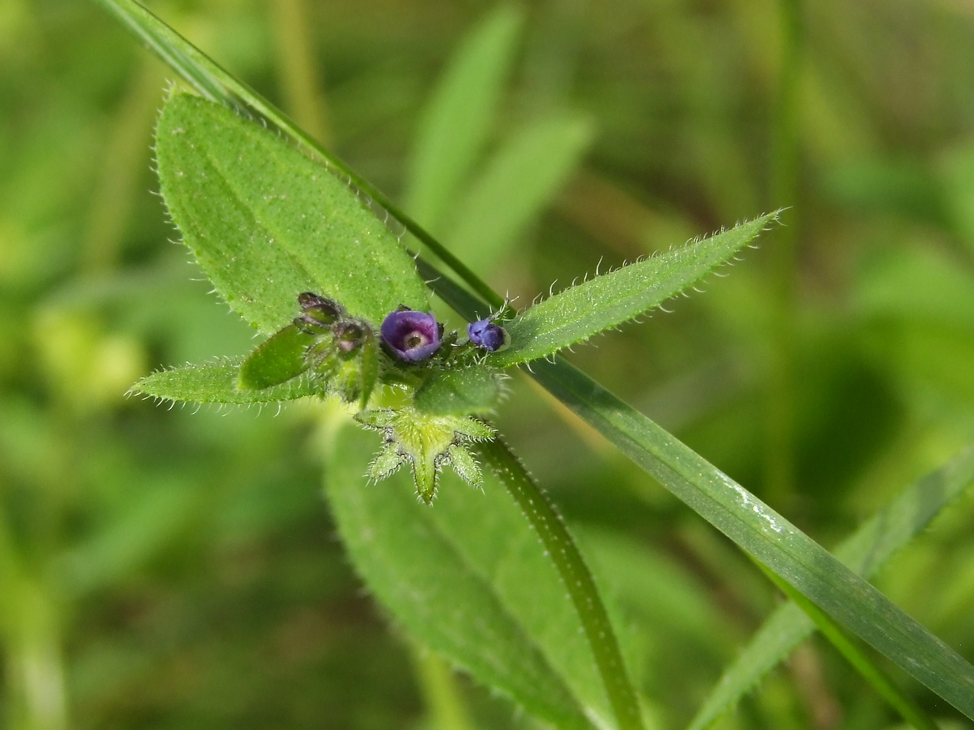 Image of Asperugo procumbens specimen.