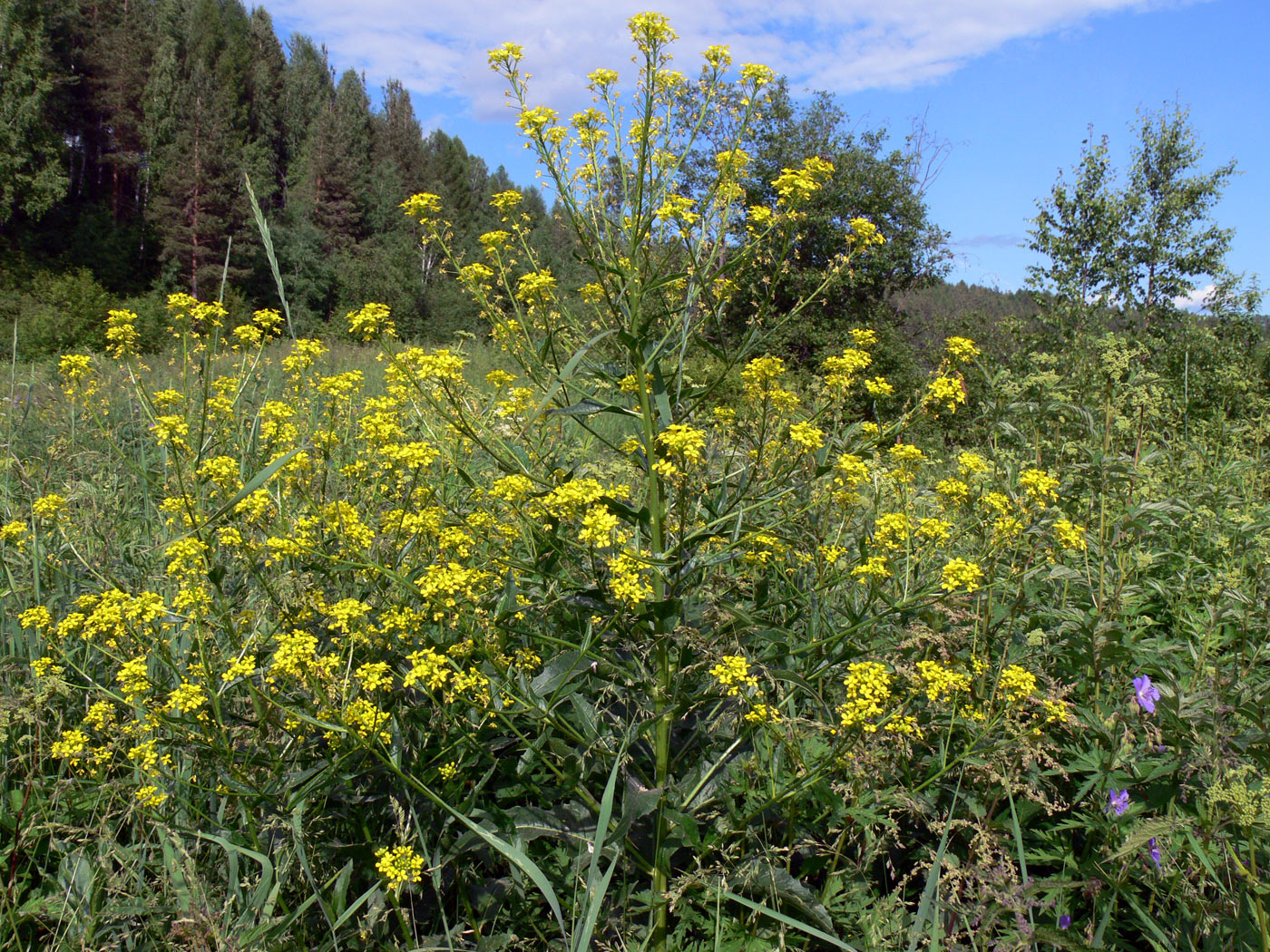 Image of Bunias orientalis specimen.