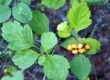 Crataegus dahurica. Часть веточки с соплодием с незрелыми плодами. Якутия, окр. с. Ст. Табага, подножье сопки. 02.08.2016.