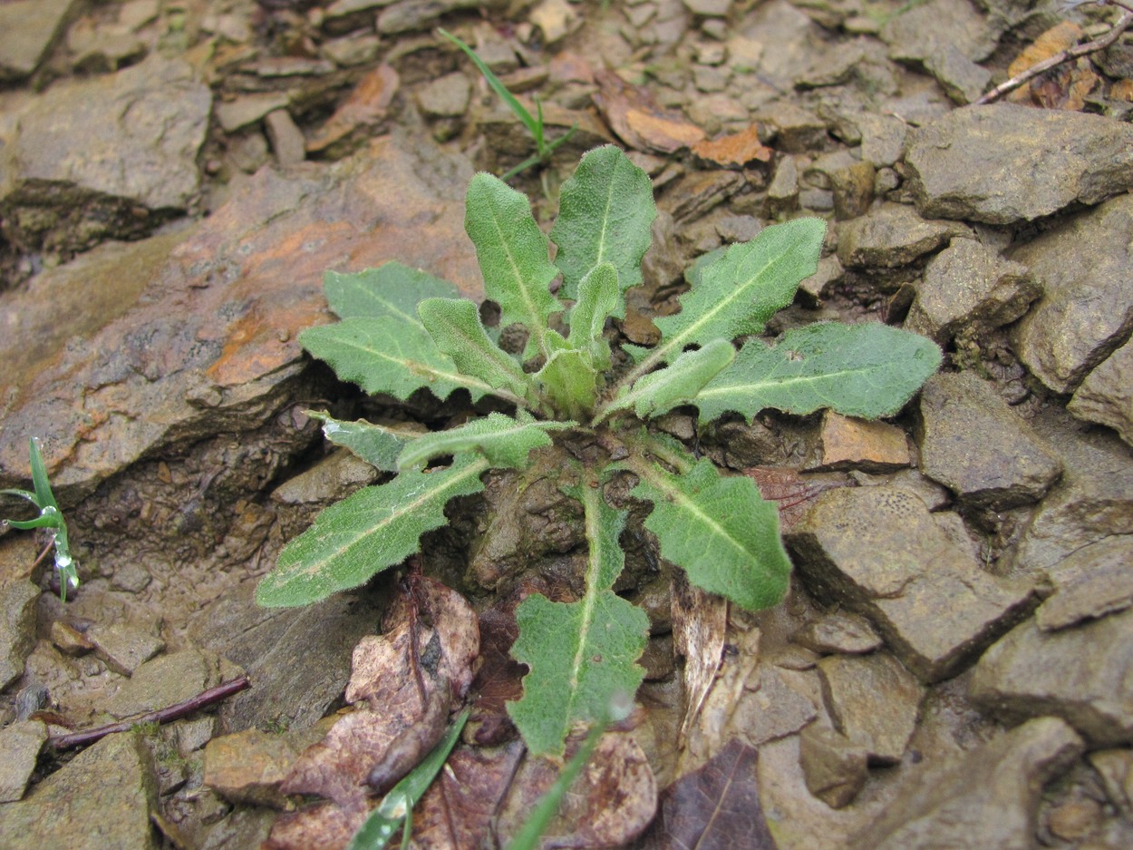 Image of Turritis glabra specimen.