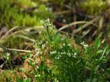 Cardamine umbellata. Верхушки цветущих и плодоносящих побегов. Магаданская обл., окр. г. Магадан, побережье бухты Нагаева, Морпортовская сопка, небольшой ручей в распадке. 08.06.2016.