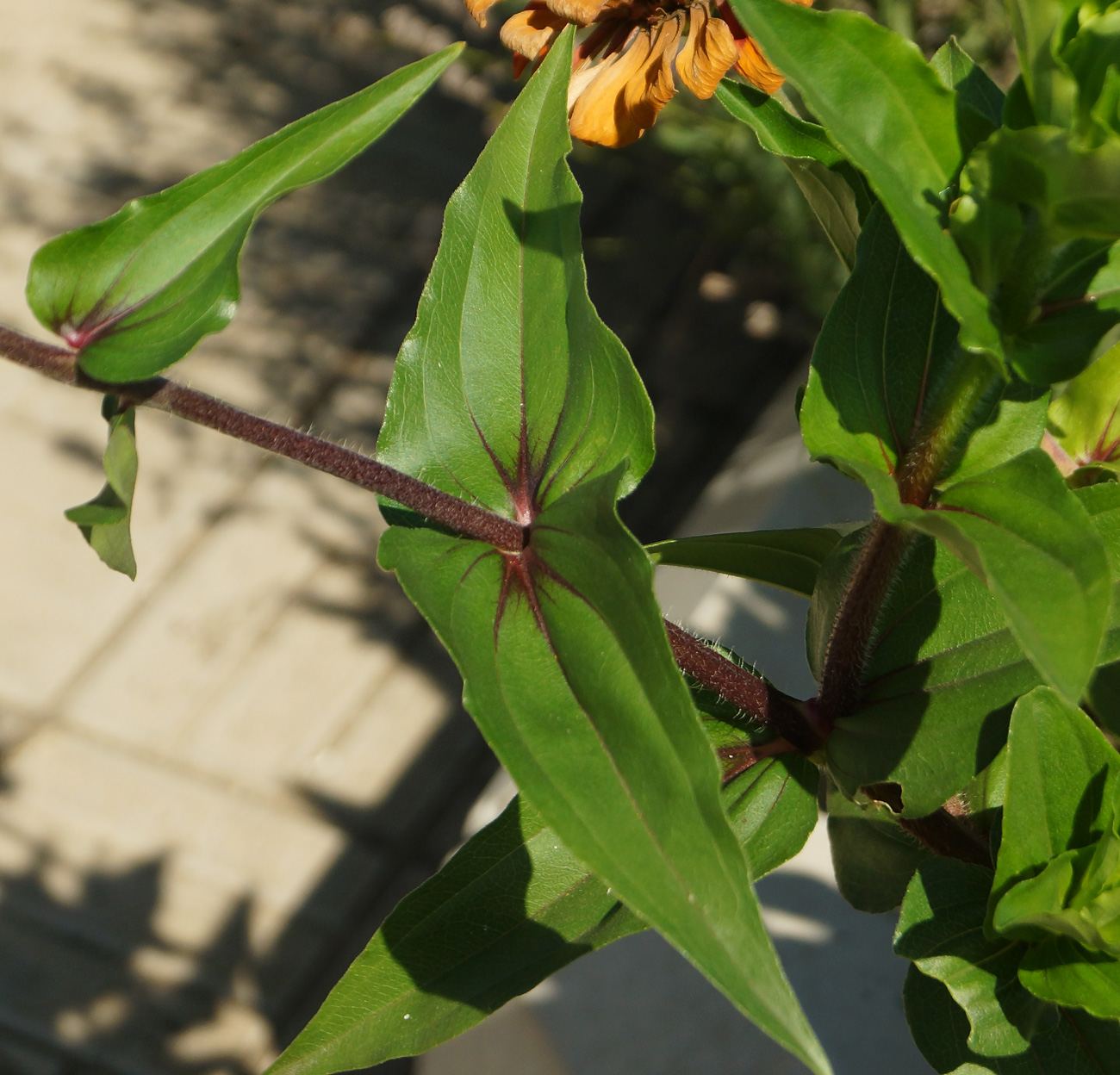 Image of Zinnia elegans specimen.