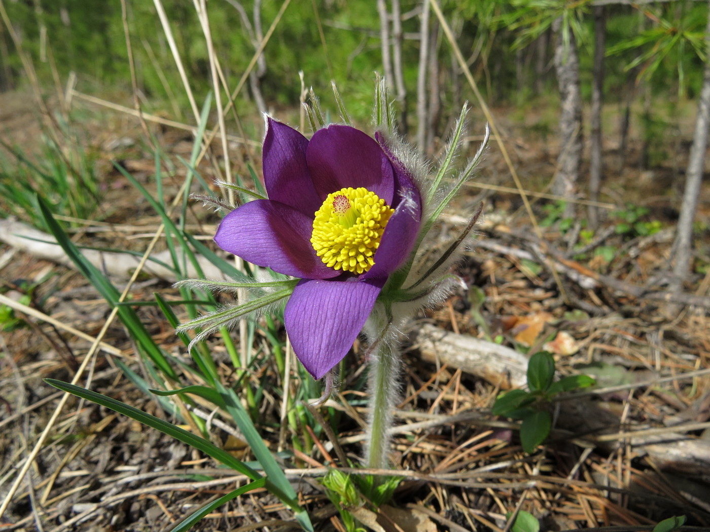 Изображение особи Pulsatilla multifida.