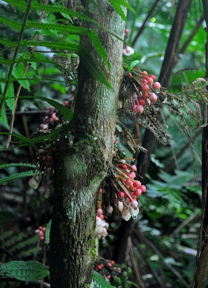 Image of Saurauia rubens specimen.