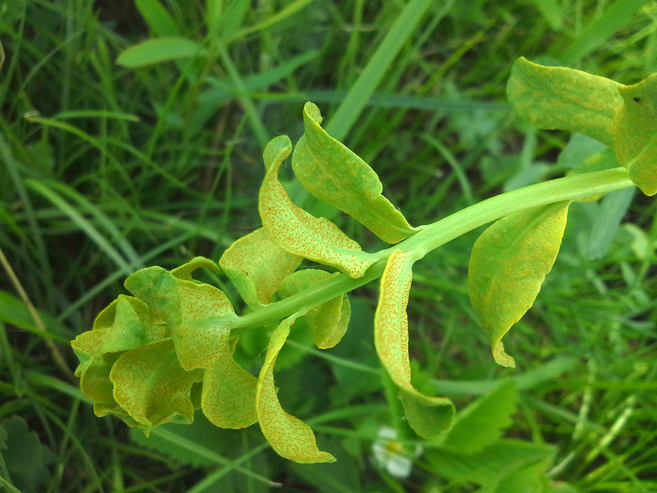 Изображение особи Euphorbia virgata.