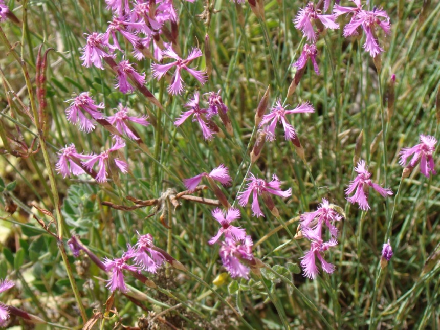 Изображение особи Dianthus orientalis.