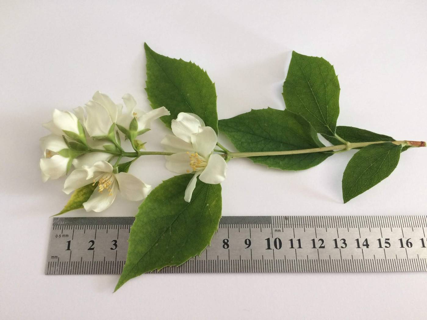 Изображение особи род Philadelphus.