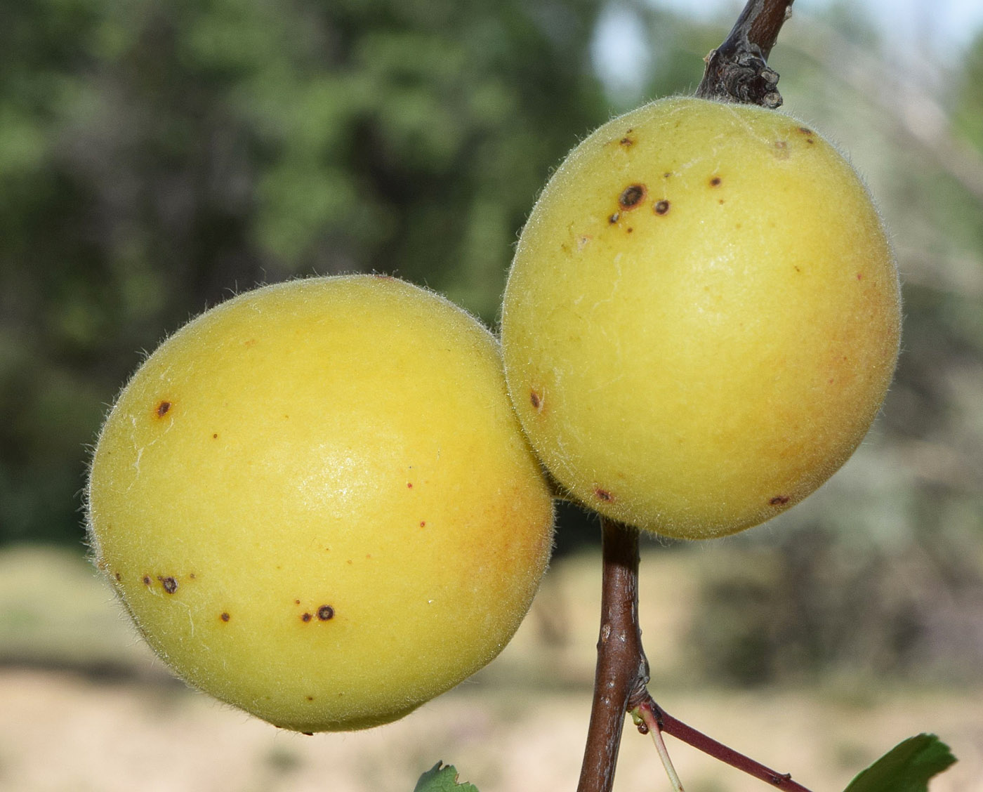 Image of Armeniaca vulgaris specimen.