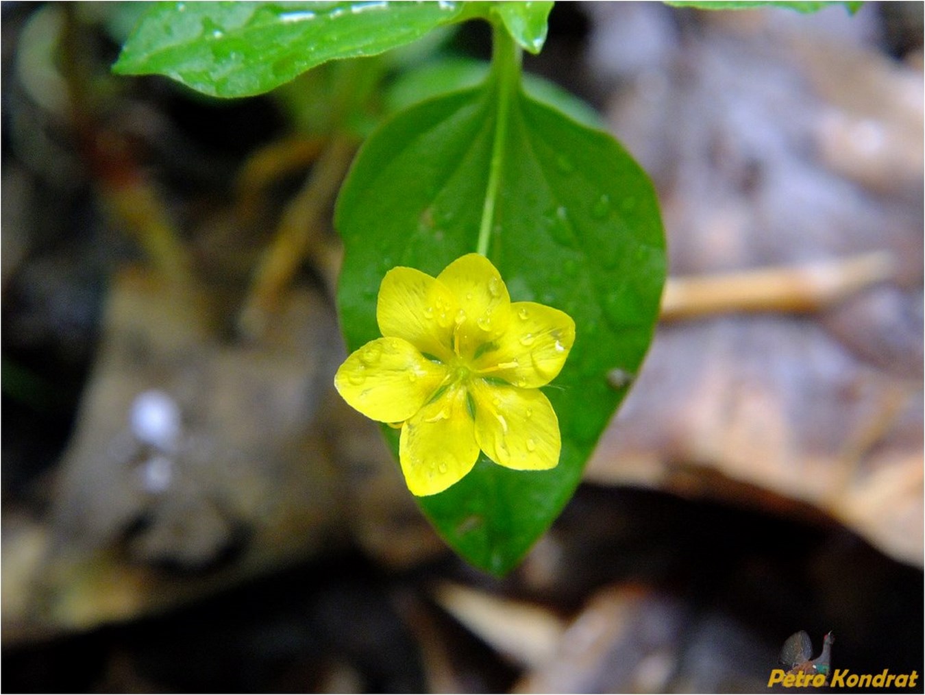 Изображение особи Lysimachia nemorum.