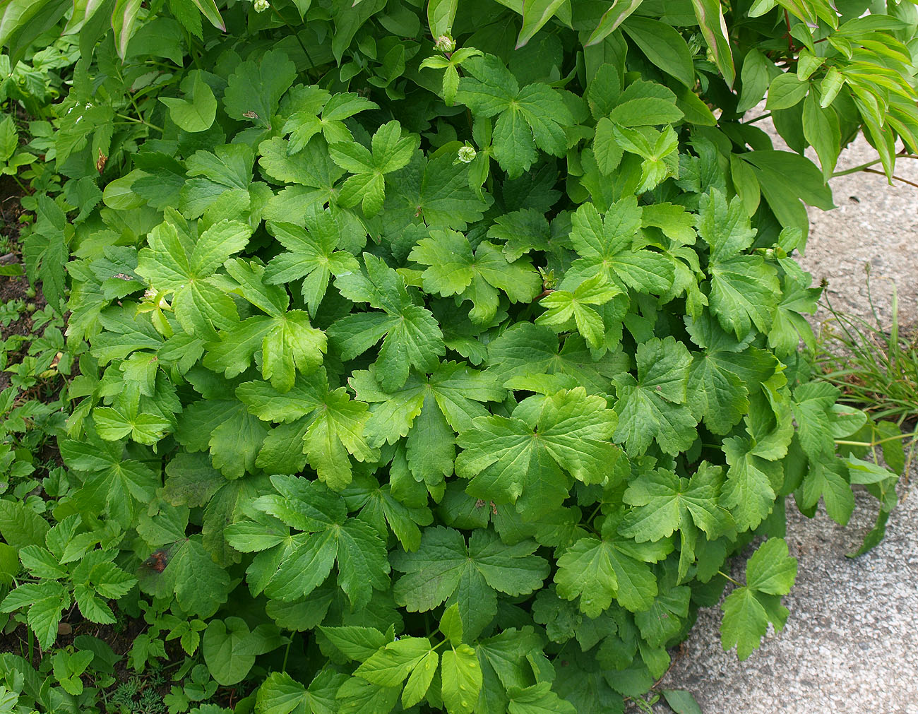 Image of Astrantia pontica specimen.