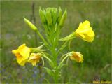 Oenothera biennis