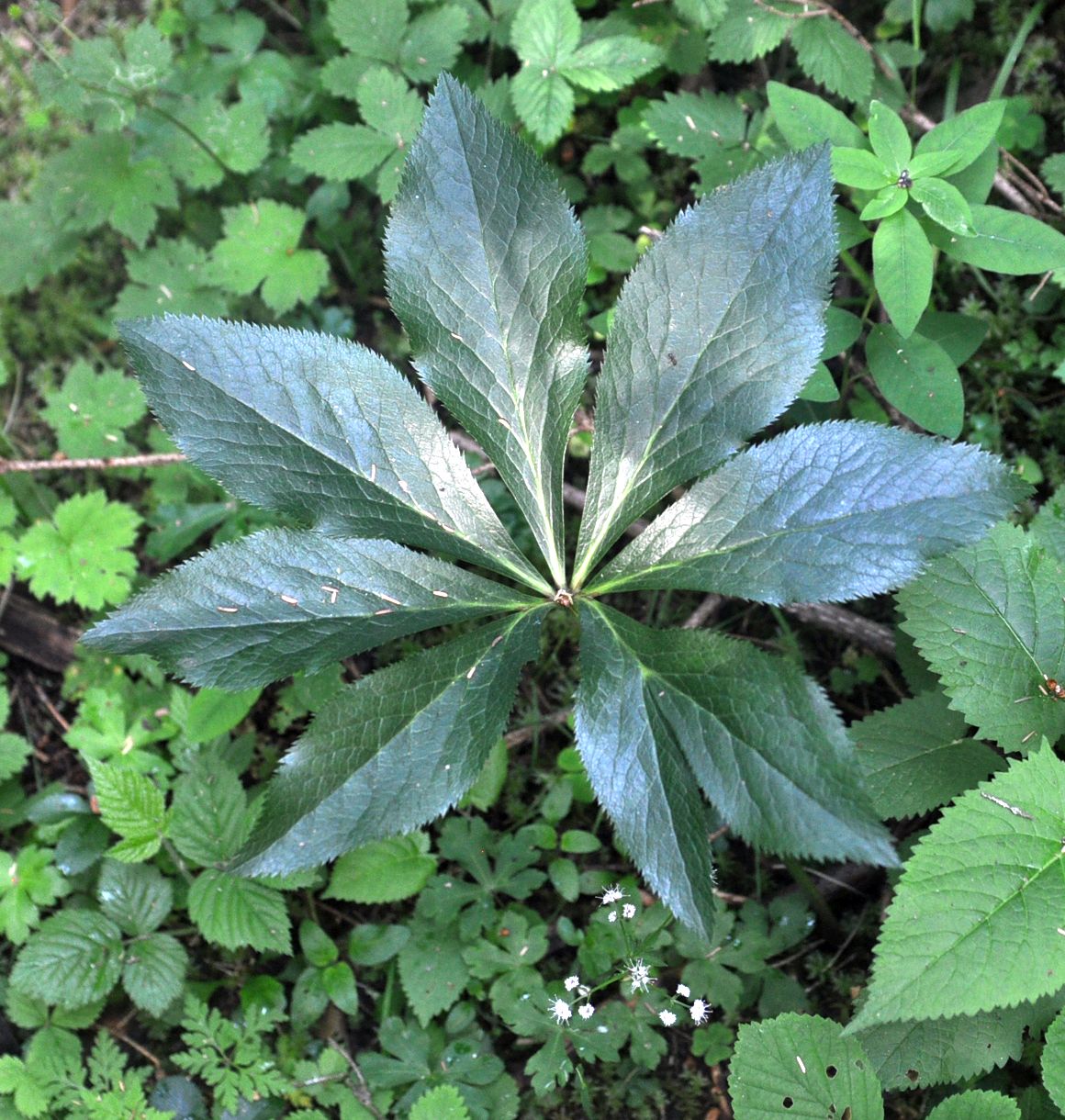 Image of Helleborus caucasicus specimen.