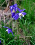 Aquilegia jucunda