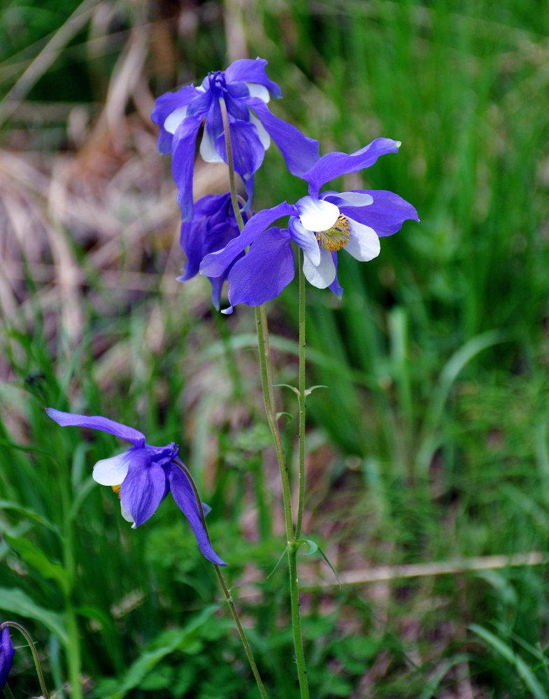 Изображение особи Aquilegia jucunda.