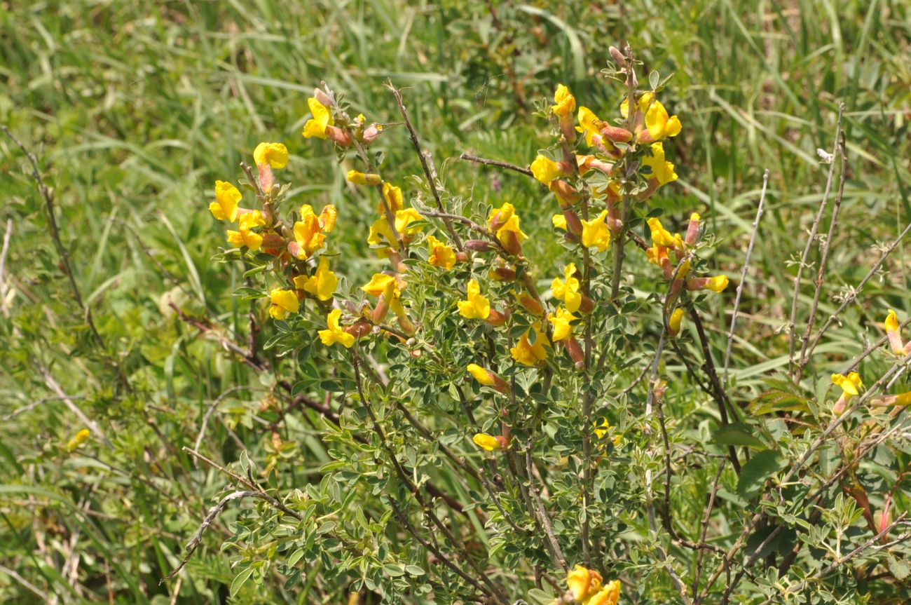 Изображение особи Chamaecytisus ruthenicus.