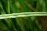 Carex aquatilis. Адаксиальная сторона листа. Нидерланды, провинция Drenthe, национальный парк Drentsche Aa, заболоченный луг в пойме реки Oudemolense Diep. 13 июня 2010 г.