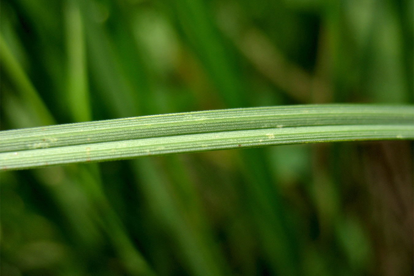 Изображение особи Carex aquatilis.