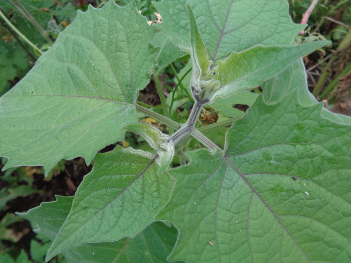 Image of Physalis peruviana specimen.