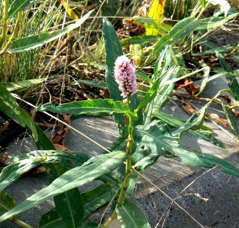 Image of Persicaria amphibia specimen.