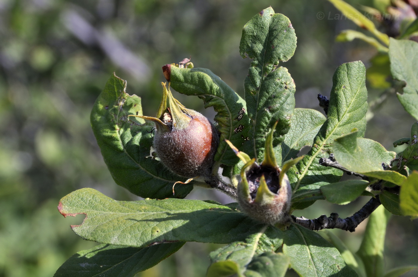 Image of Mespilus germanica specimen.