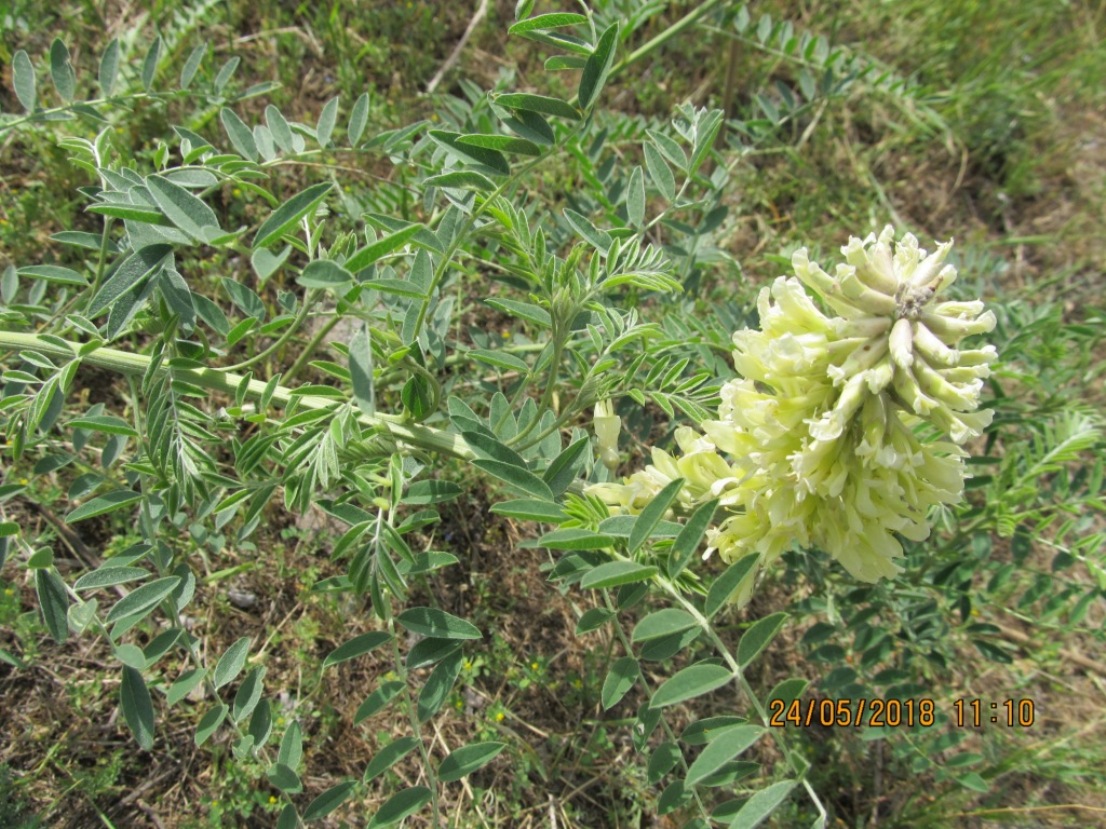 Image of Pseudosophora alopecuroides specimen.