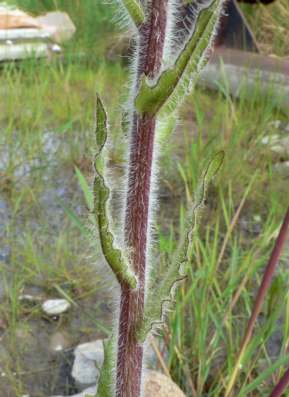 Изображение особи Tephroseris palustris.