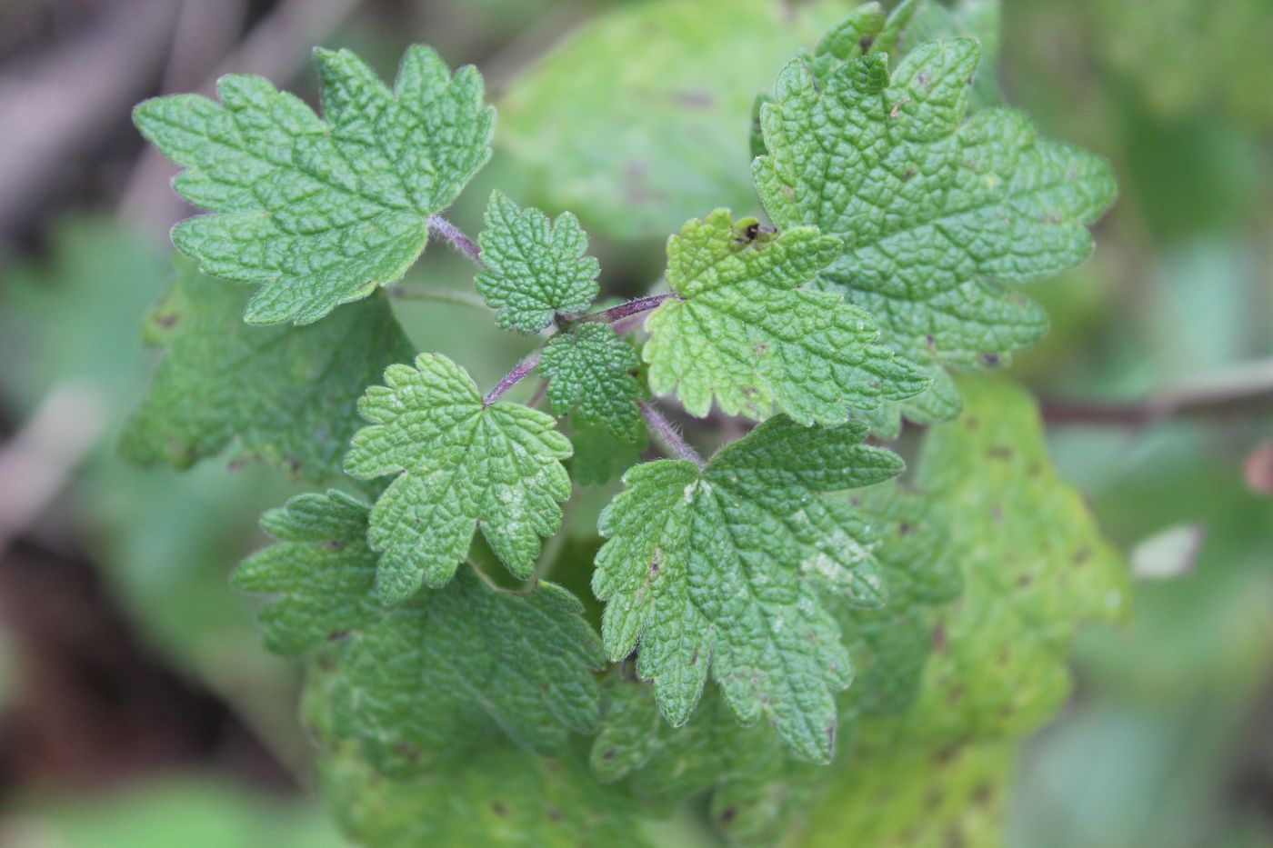 Изображение особи Leonurus quinquelobatus.