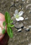 Moehringia lateriflora