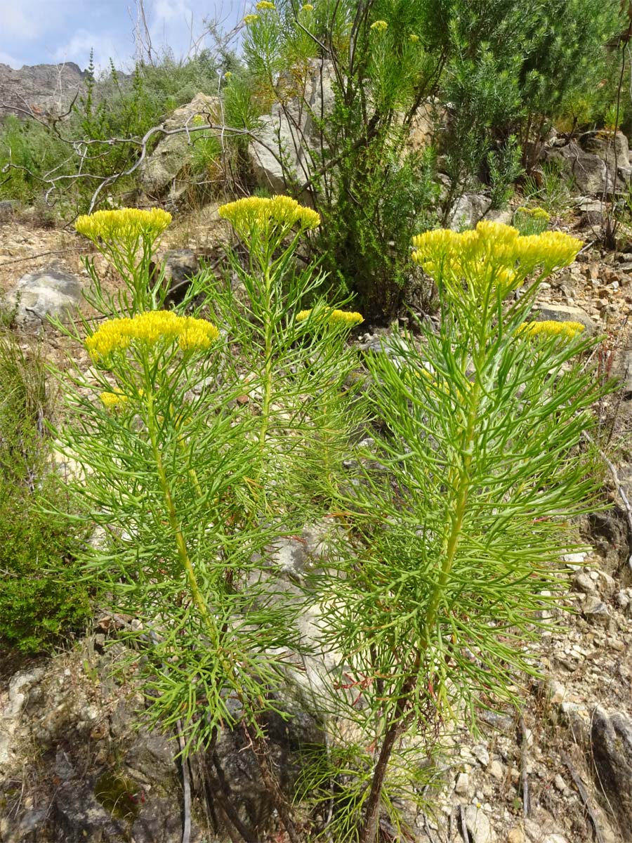 Изображение особи Hymenolepis crithmifolia.