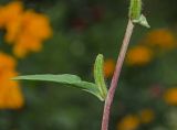 Clarkia unguiculata. Часть побега с плодом. Пермский край, пос. Юго-Камский, в озеленении. 8 августа 2018 г.
