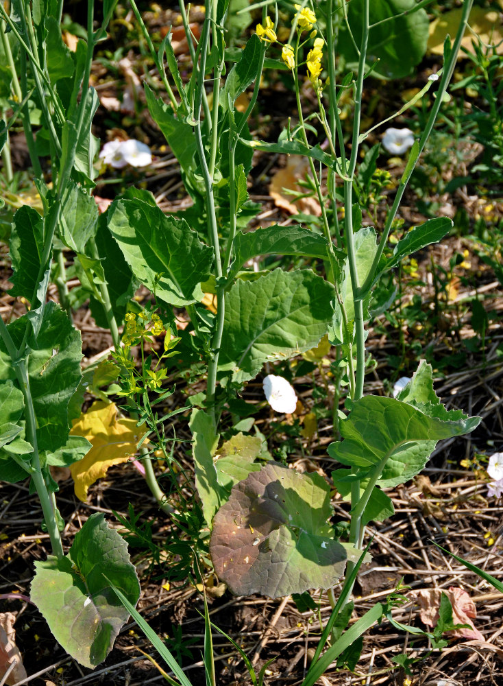 Изображение особи Brassica napus.