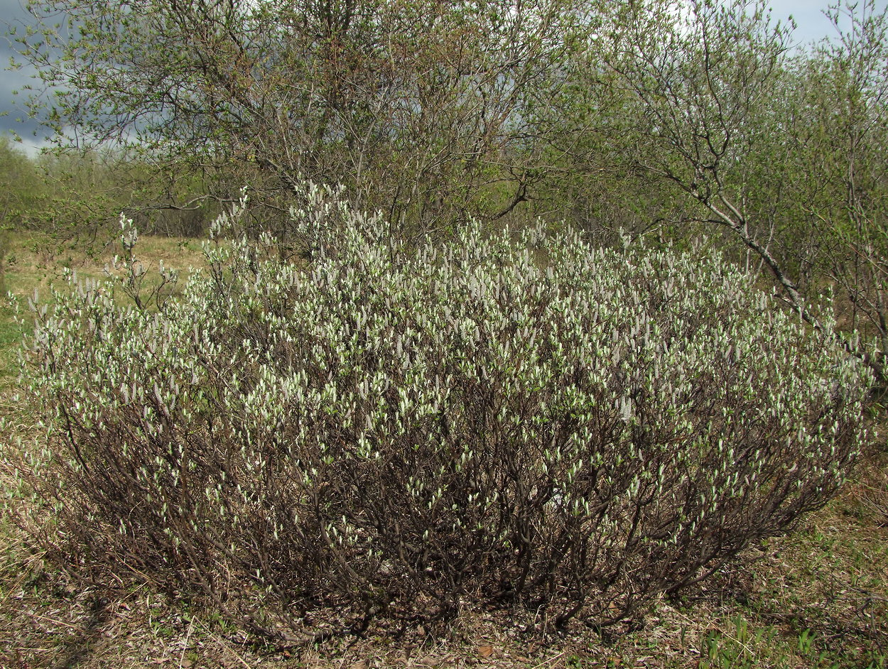 Image of Salix krylovii specimen.