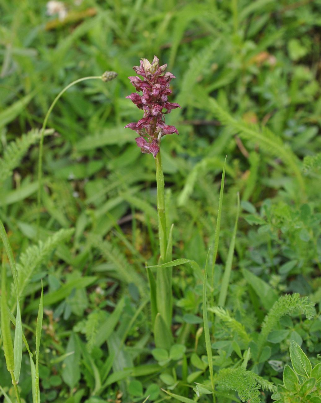 Изображение особи Anacamptis coriophora.
