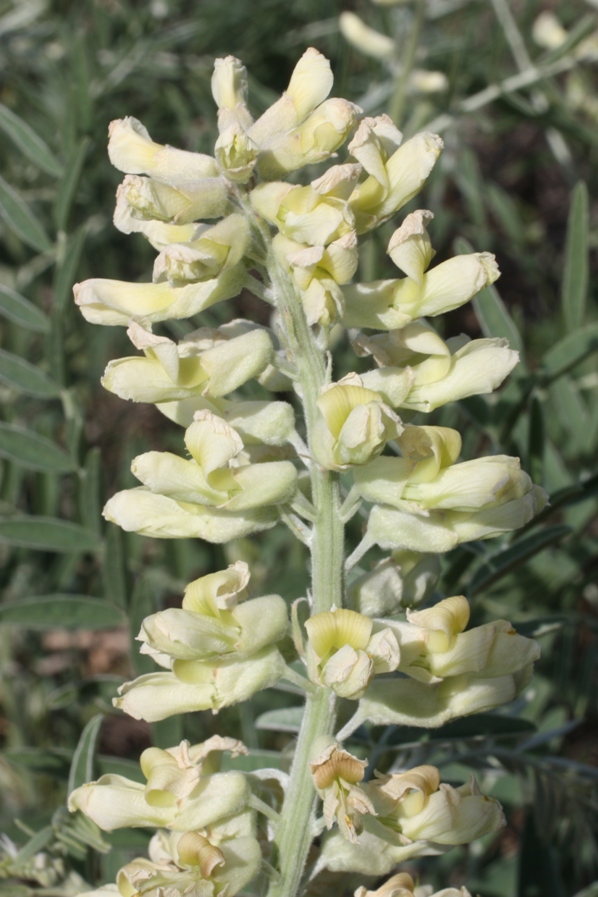 Изображение особи Pseudosophora alopecuroides.