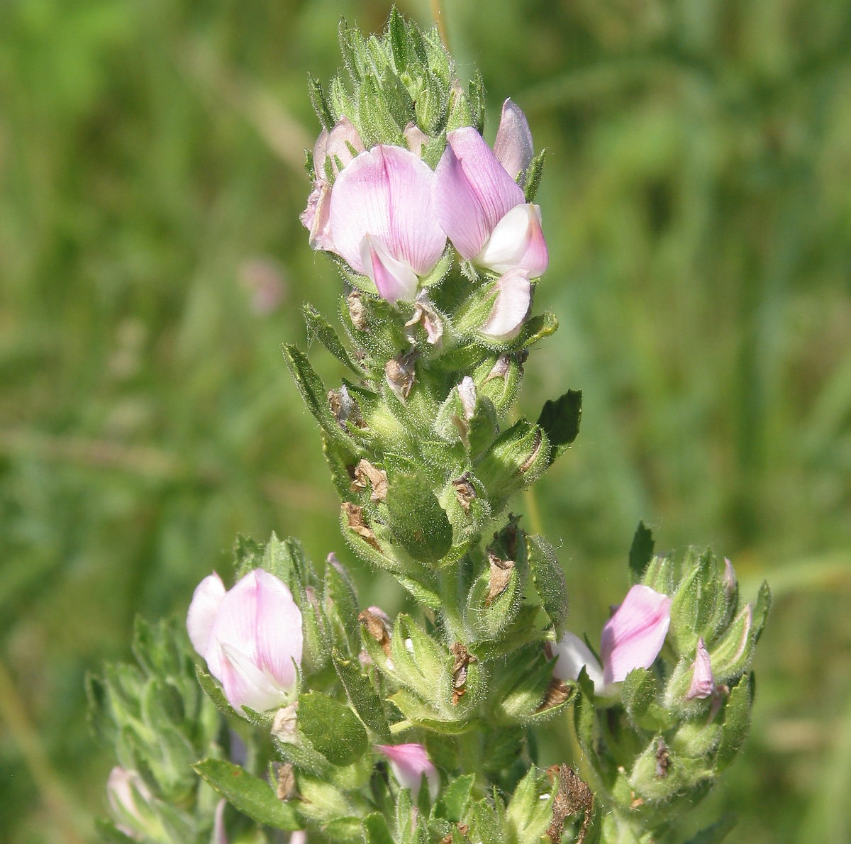 Image of Ononis arvensis specimen.